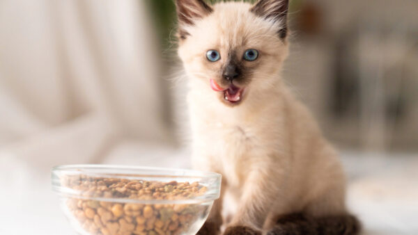 Aangepast voedingsadvies & begeleid traject