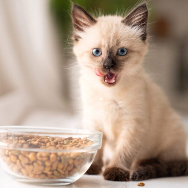 Aangepast voedingsadvies & begeleid traject