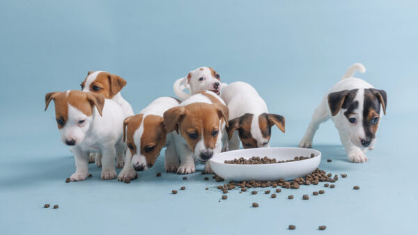 Vers voerplan op maat