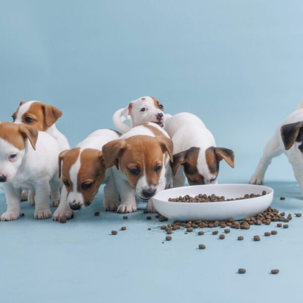 Vers voerplan op maat