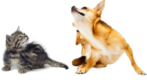 JEUK, HUID- OF MAAGKLACHTEN? ZO KAN EEN MAATWERK VOERPLAN HELPEN