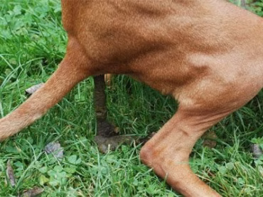 WAT VERTELT DE ONTLASTING VAN JE HOND OF KAT?