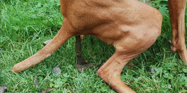 WAT VERTELT DE ONTLASTING VAN JE HOND OF KAT?